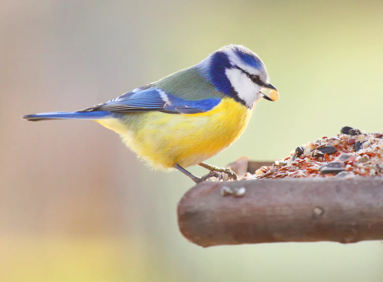 A blue tit eating seeds.